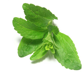 stevia